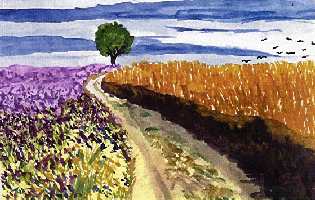 Lavendel & Provence